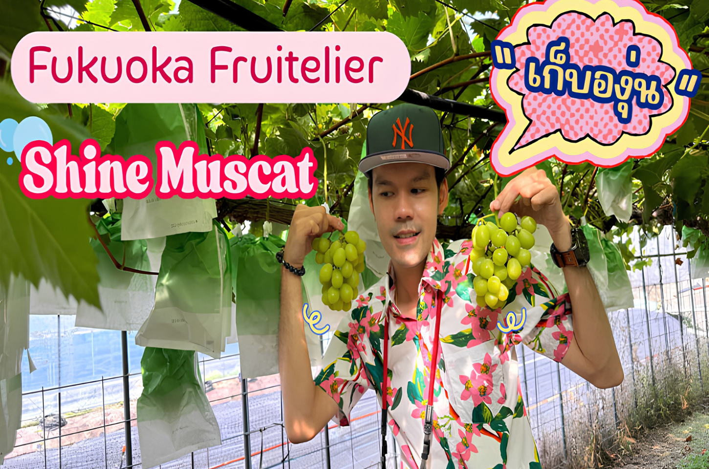 ข่าวสารและบทความ Fukuoka Fruitelier Shine Muscat : เก็บองุ่นไชน์มัสคัส