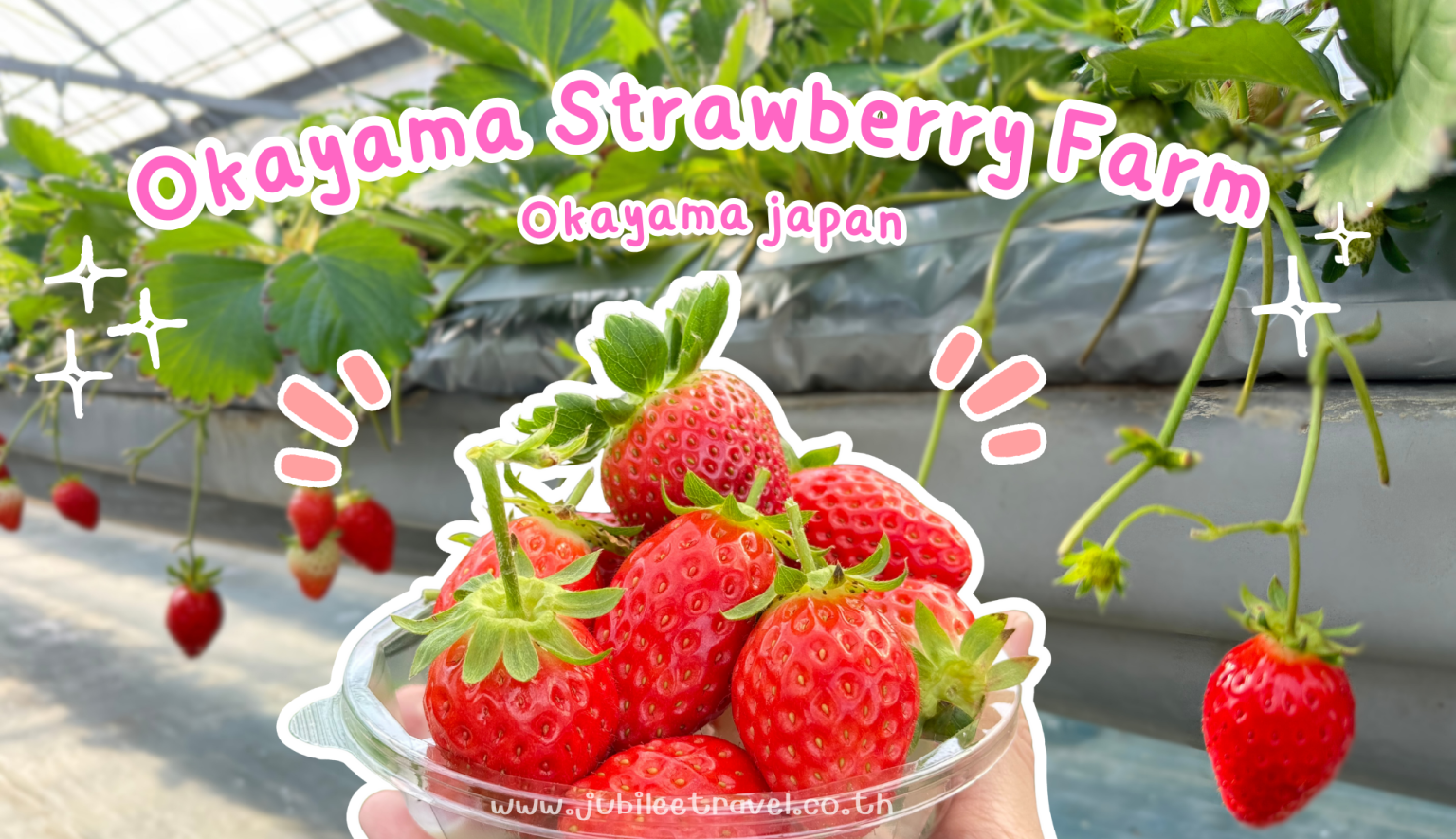 Japan:OkayaStrawberry Farm – หวานจนใจละลาย ที่ฟาร์มสตรอว์เบอร์รี่ที่โอคายะมะ