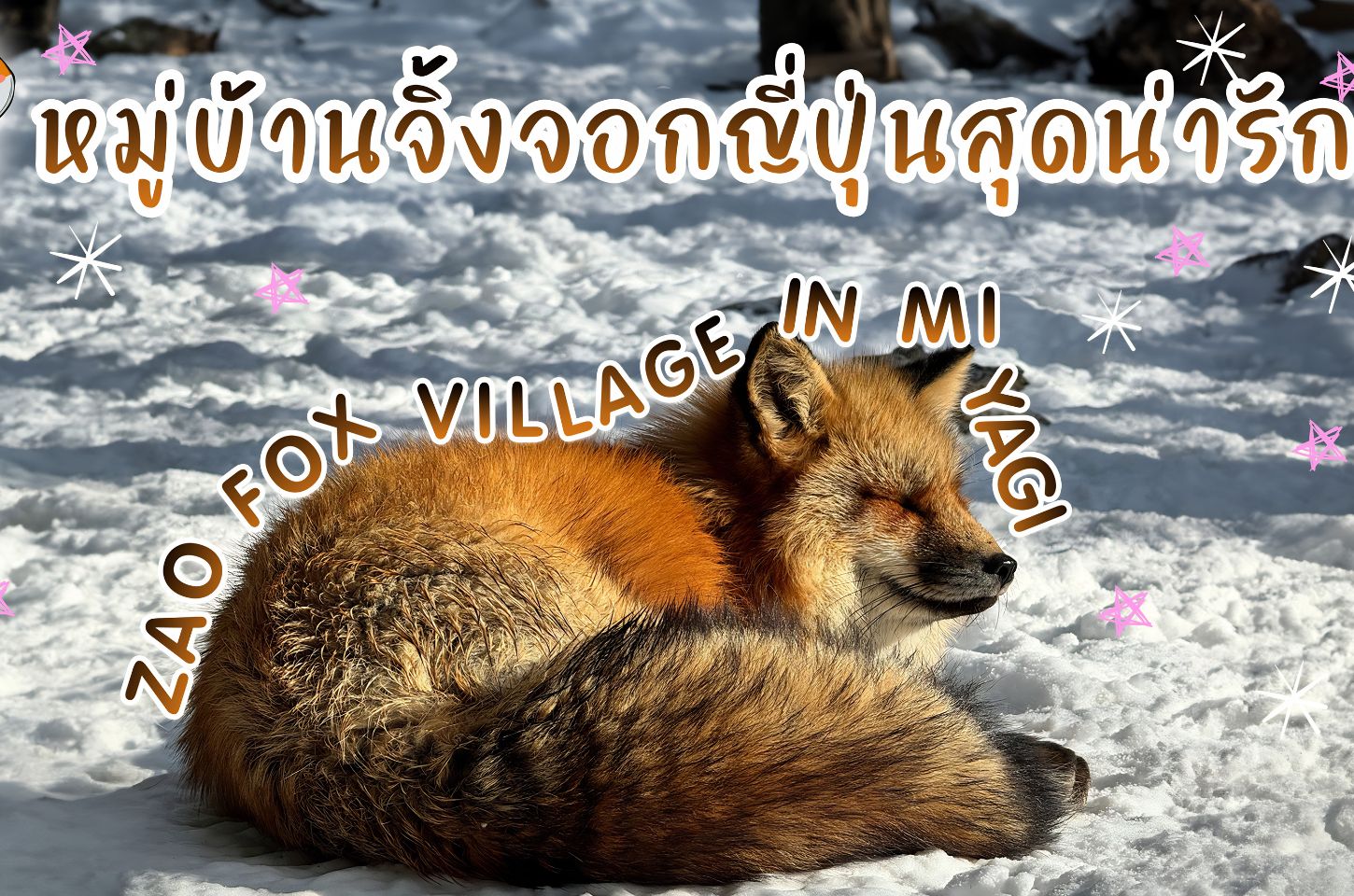 หมู่บ้านจิ้งจอกสุดน่ารักกก : Zao Fox Village Miyagi