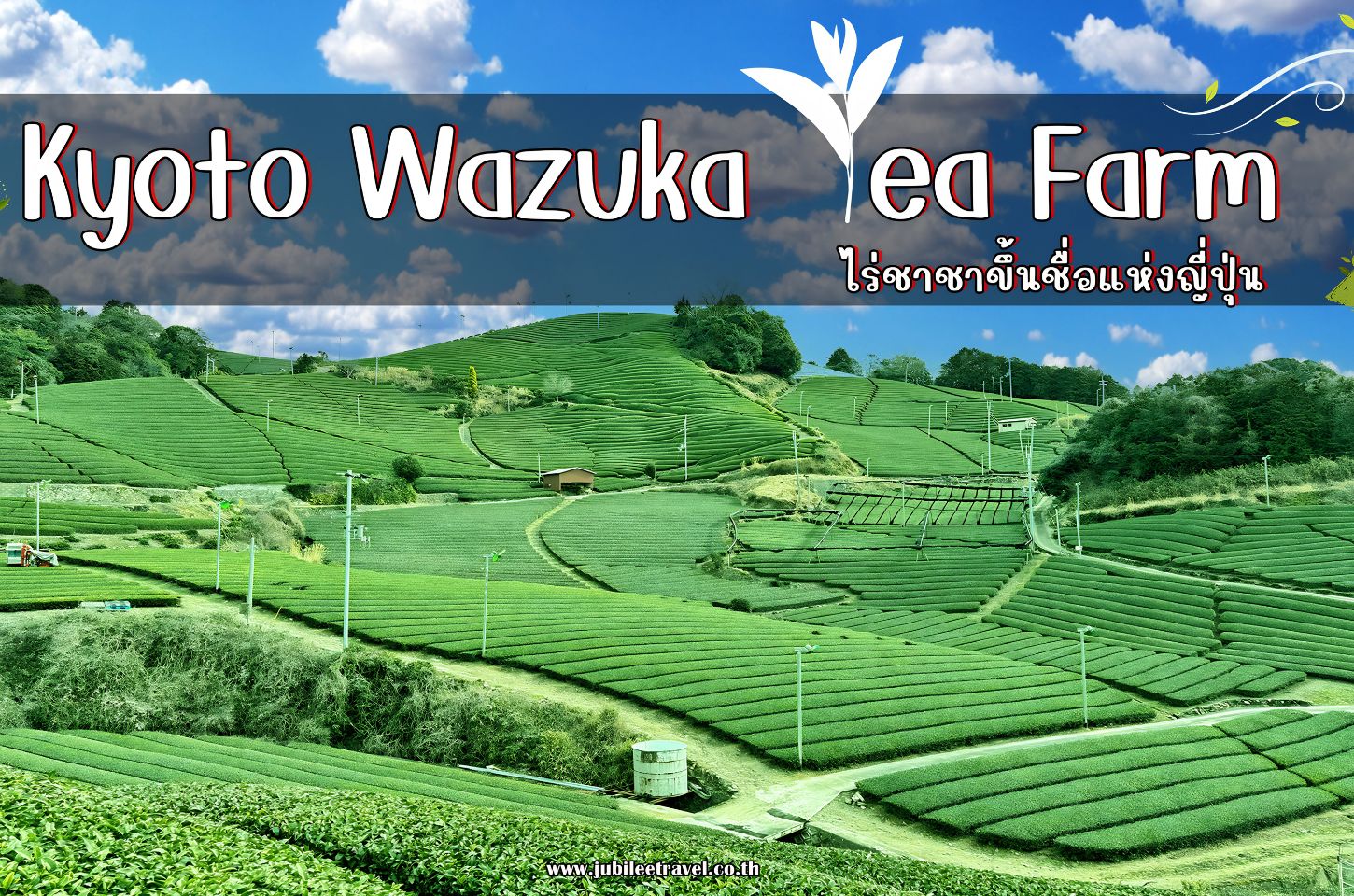 Kyoto Wazuka Tea Farm : ไร่ชาเกียวโตชาขึ้นชื่อแห่งญี่ปุ่น